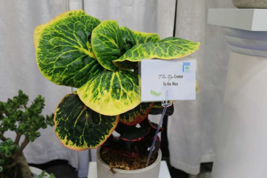 Croton ‘Ty Dy’ Series (ForemostCo Inc.)