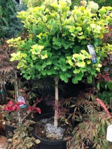 Ginkgo biloba 'Mariken' (Bountiful Farms)
