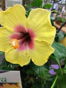 Hollywood Hibiscus 'Rico Suave' (McHutchison)