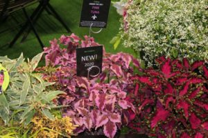 Under the Sea Coleus ‘Pink Tuna’ (Hort Couture Plants)