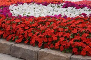 Impatiens Beacon (PanAmericanSeed)