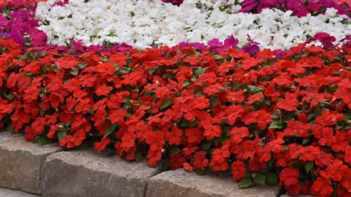 Three Floral Organizations Helping Those in Need