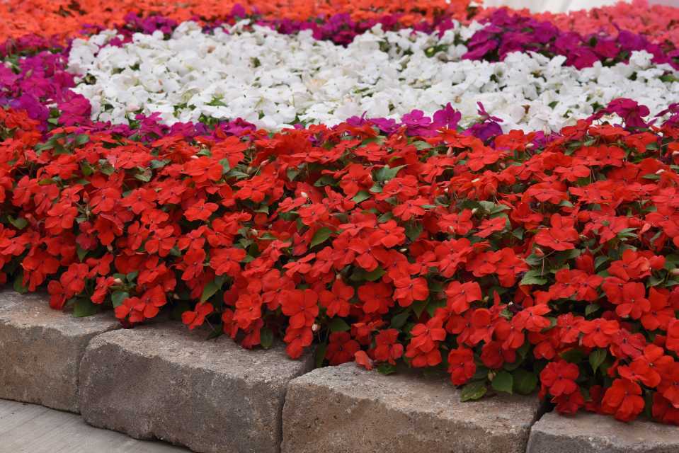Impatiens Beacon (PanAmericanSeed) pulmonary fibrosis
