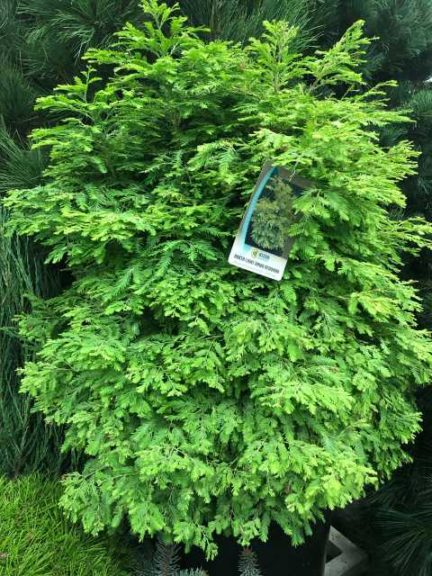 Metasequoia g. Dawn Redwood 'North Light' (Bizon Nursery)
