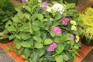 ‘Seaside Serenade Newport’ Hydrangea (Monrovia)