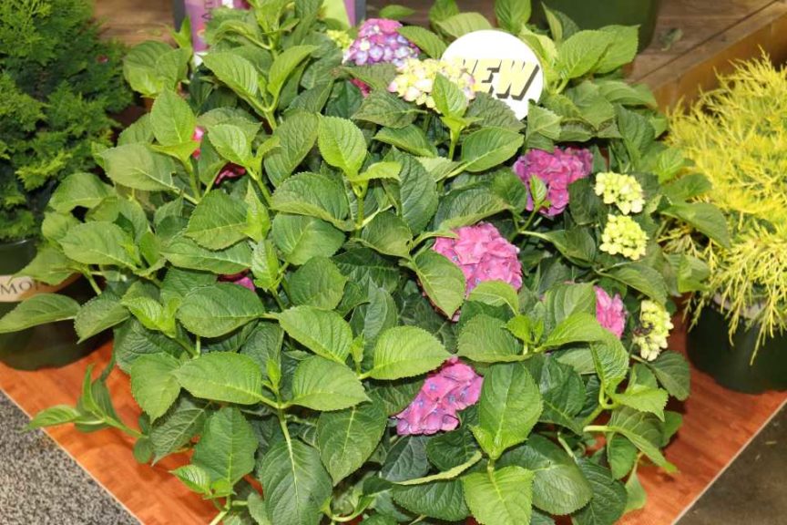 ‘Seaside Serenade Newport’ Hydrangea (Monrovia)