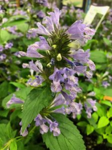 Nepeta 'Blue Prelude' (Ball Seed/Darwin Perennials)