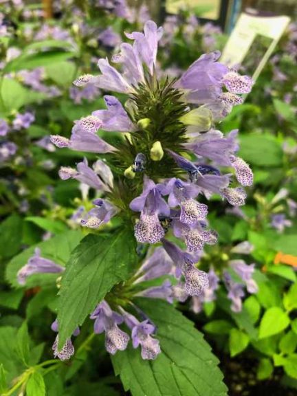 Nepeta 'Blue Prelude' (Ball Seed/Darwin Perennials)