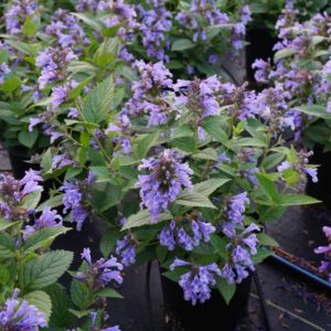 Nepeta Blue Prelude (Darwin Perennials)