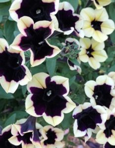 Petunia Headliner ‘Dark Saturn’ (Ball Seed)