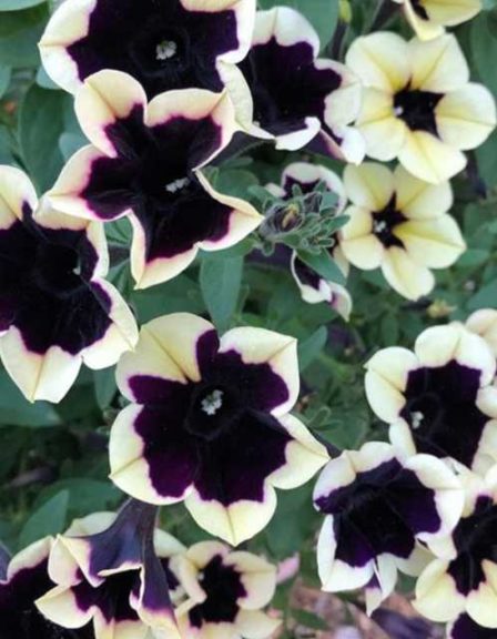 Petunia Headliner ‘Dark Saturn’ (Ball Seed)