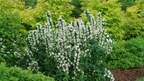 How You Can Avoid Plant Shortage Problems in 2021