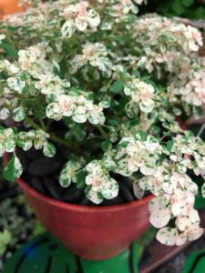 Pilea microphylla 'Variegata' (Little Prince of Oregon Nursery)
