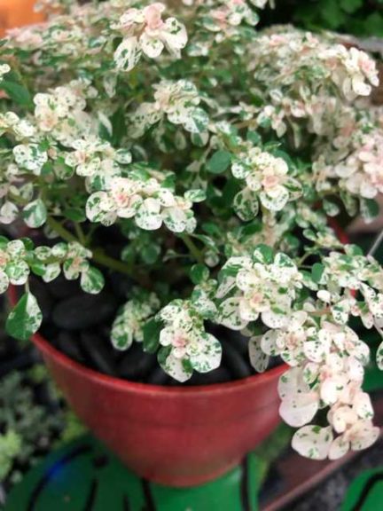 Pilea microphylla 'Variegata' (Little Prince of Oregon Nursery)