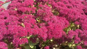 Tips on Successful Production of a New Sedum