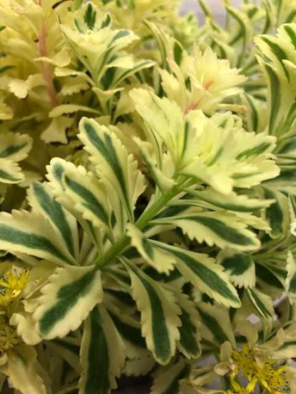 Sedum takesimense ‘Atlantis’ (Walla Walla Nursery Co.)