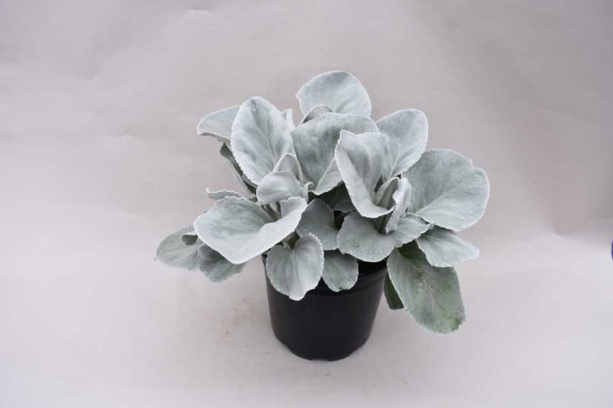 Senecio Angel Wings (Kientzler)