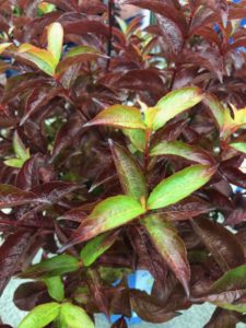 Weigela x. 'Strobe' (Van Belle Nursery)