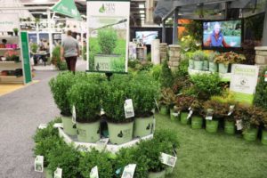 Buxus NewGen Boxwood ‘Freedom’ and ‘Independence’ (Willoway Nurseries/SynRG)