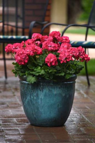 Zonal Geranium Galaxy Watermelon (Ball FloraPlant)