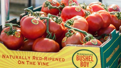 Leading Greenhouse Executive Discusses Labor Shortage and Future for Indoor Growing