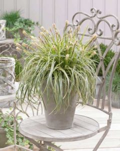 Carex × ‘Feather Falls’ (Pacific Plug and Liner)
