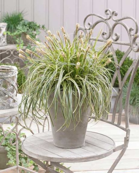 Carex × ‘Feather Falls’ (Pacific Plug and Liner)