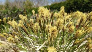 Tips for Successful Growing of a New Carex Variety