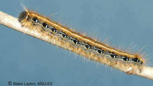Syngenta, OHP Offer New Greenhouse Pest Controls