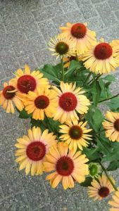 Echinacea Butterfly Series (Gardenworld, Inc.)