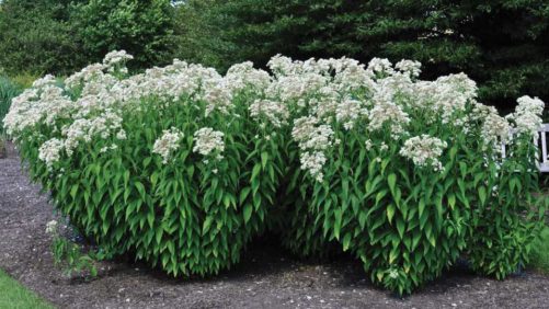 Plants Nouveau Will Now Manage New Plant Introductions for Chicagoland Grows