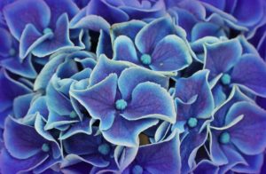 Indigo, the Sweetest Shade of Blue