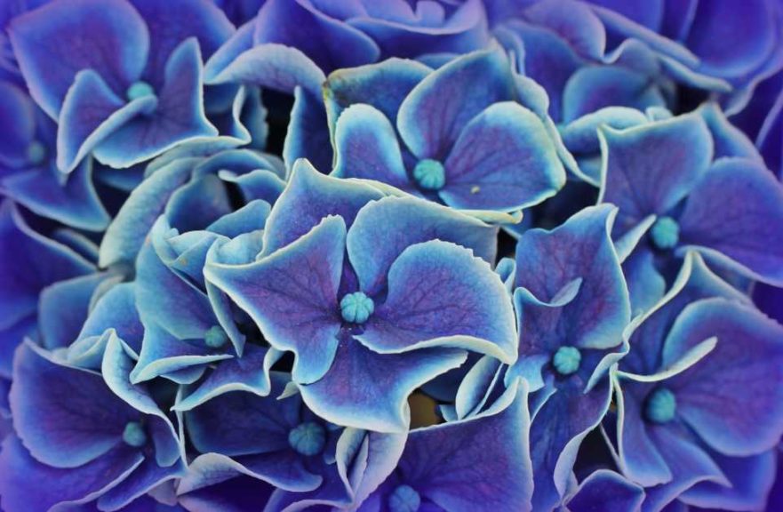 Indigo, the Sweetest Shade of Blue