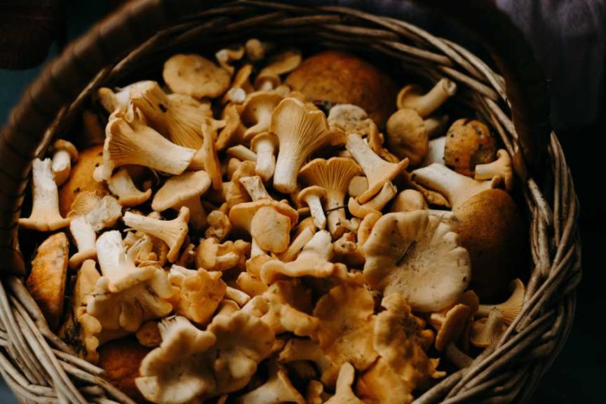 The Future of Fungi What You Can Do