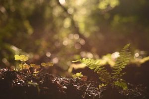 Endangered Soil