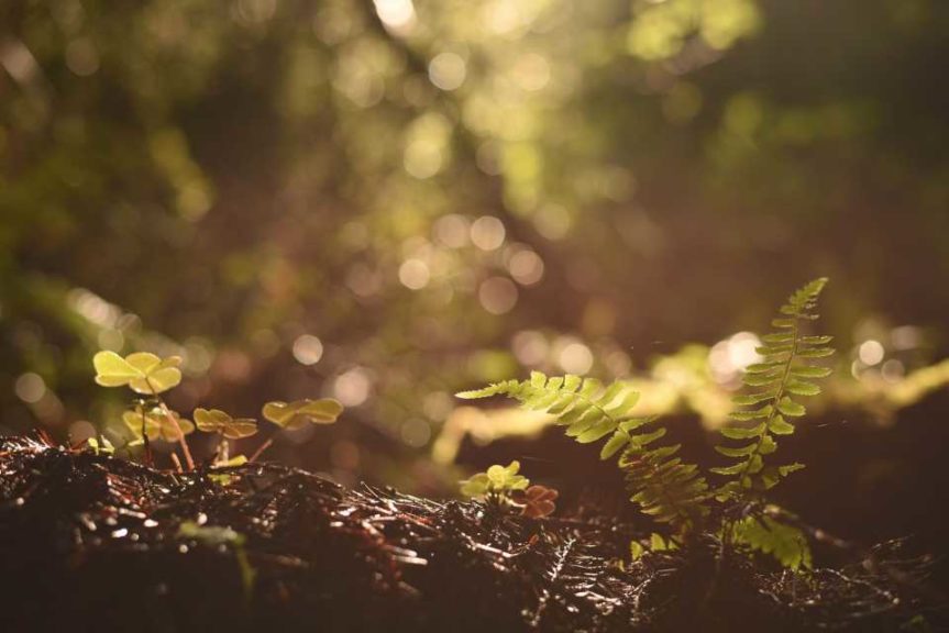 Endangered Soil