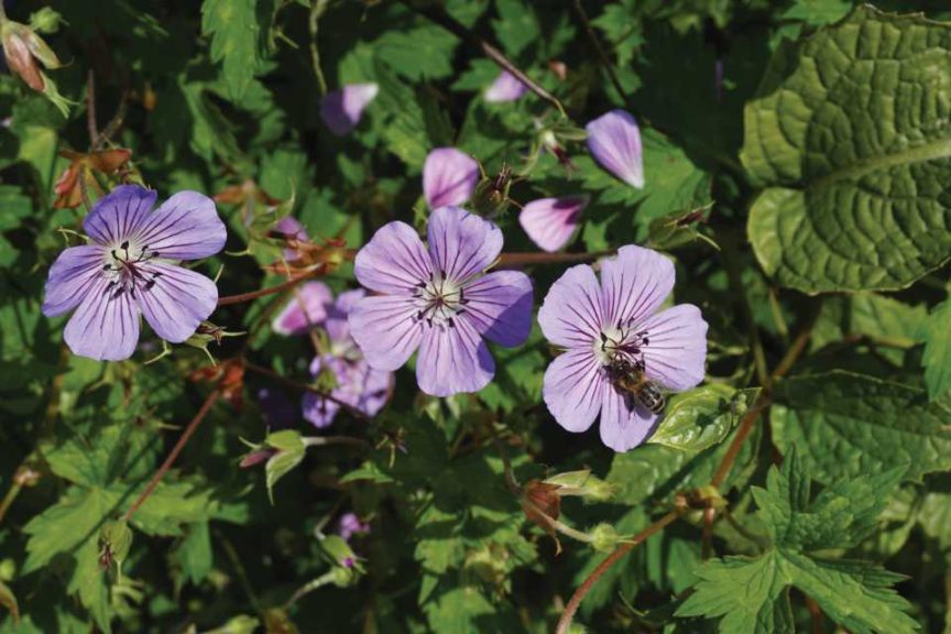 Geranium ‘All Summer Beauty’ (Plants Nouveau)