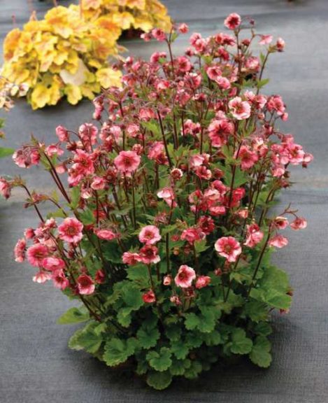 Geum ‘Tempo Rose’ (Terra Nova Nurseries)