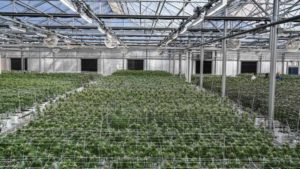 Tips on Topping Cannabis Plants the Right Way