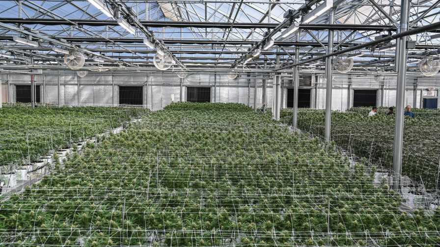 Greenhouse Cannabis Lighting From Fluence