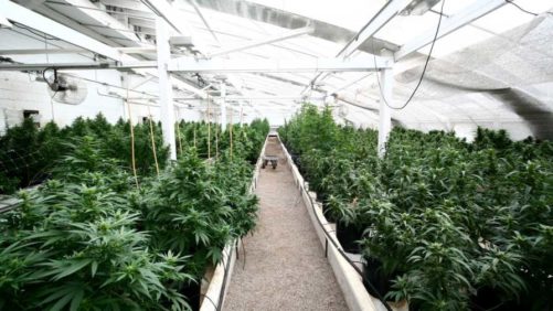 USDA Approves Florida Hemp Program