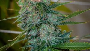 First-Ever National Hemp Symposium Set for February 2021