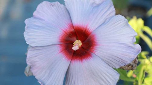 J. Berry Nursery Now Offering Plants Through Online Ordering
