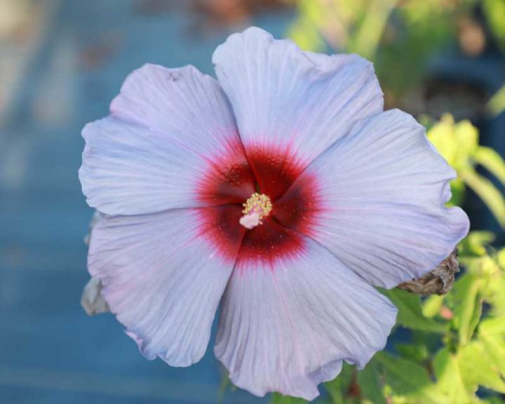 Hibiscus ‘Summer Spice Bleu Brûlée’ (J. Berry Nursery)