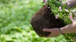 HydraFiber Earns Growing Media International Quality Certification