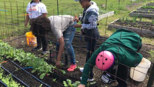 Cast Your Vote for 2019 Therapeutic Garden Grant Winners