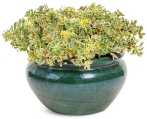 Sedum ‘Boogie Woogie’ (Walters Gardens)