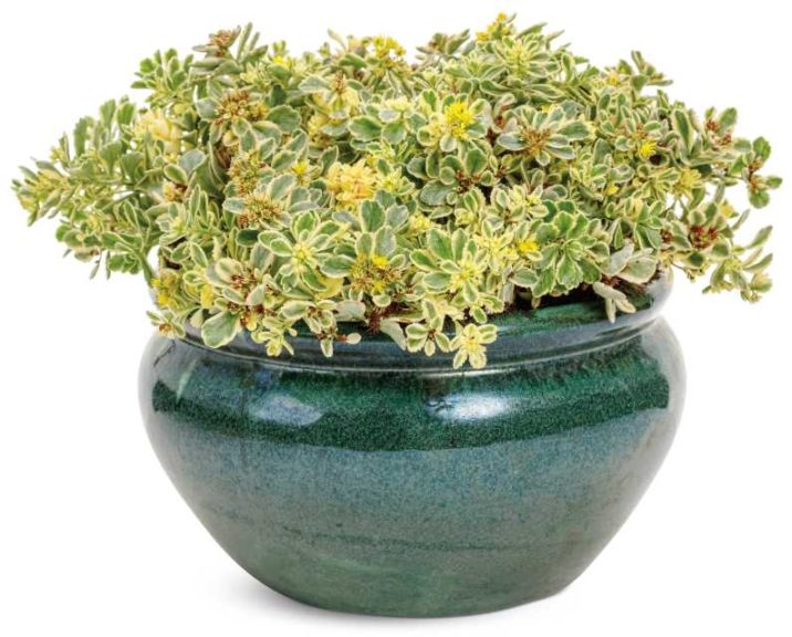 Sedum ‘Boogie Woogie’ (Walters Gardens)