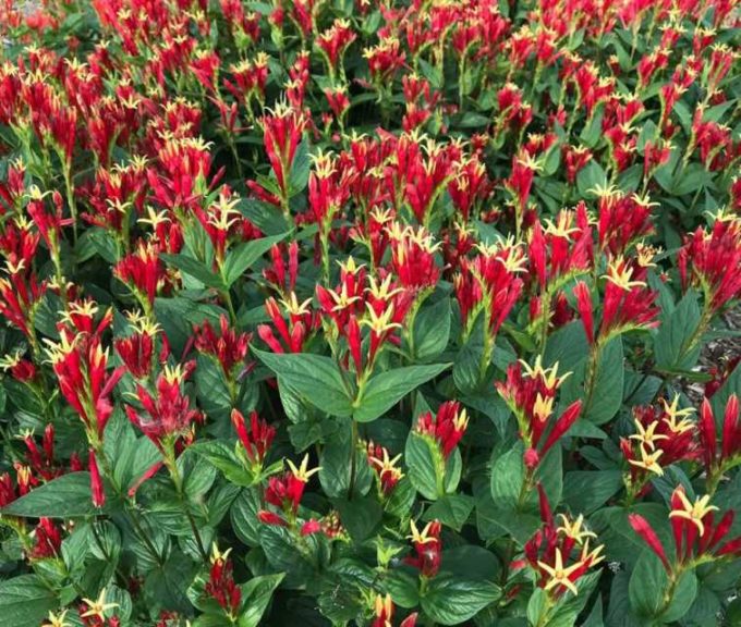 Spigelia marilandica ‘Little Redhead’ (Walters Gardens)