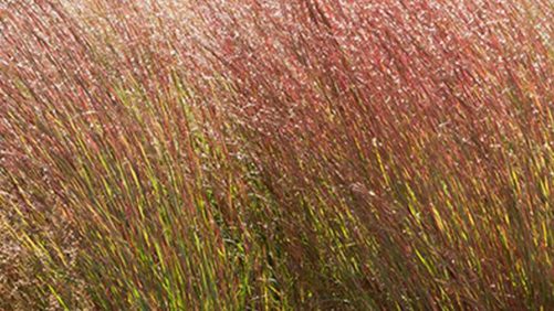 Six Late-Season Ornamental Grasses You Can Consider